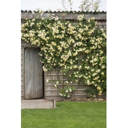 Malvern Hills™ (Auscanary) Niewielkie kwiaty, jasnożółtej barwy, bardzo przyjemnie pachnący. Wysoki krzew.