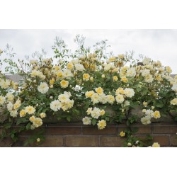 Malvern Hills™ (Auscanary) Niewielkie kwiaty, jasnożółtej barwy, bardzo przyjemnie pachnący. Wysoki krzew.