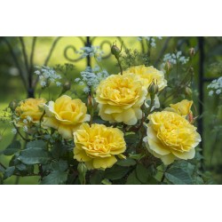 The Poet's Wife™ (Auswhirl) Ogronme kwiaty, nabite płatkami, żółtej barwy, bardzo mocno pachnące. Lśniący liść. Niski krzew.