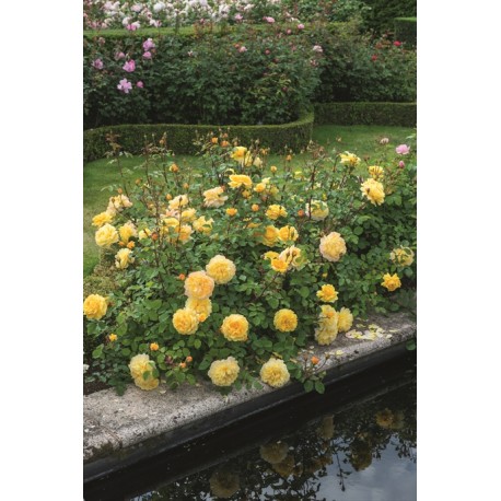 The Poet's Wife™ (Auswhirl) Ogronme kwiaty, nabite płatkami, żółtej barwy, bardzo mocno pachnące. Lśniący liść. Niski krzew.