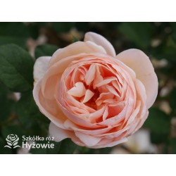 Belle Romantica® Olbrzymi, rozetkowy kwiat, łososiowej barwy, bardzo intensywnie pachnąca. Niski krzew.