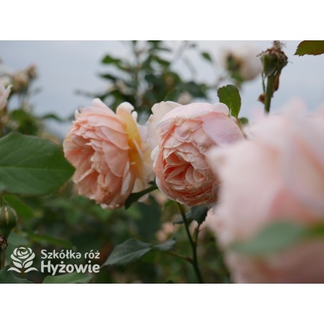 Belle Romantica® Olbrzymi, rozetkowy kwiat, łososiowej barwy, bardzo intensywnie pachnąca. Niski krzew.