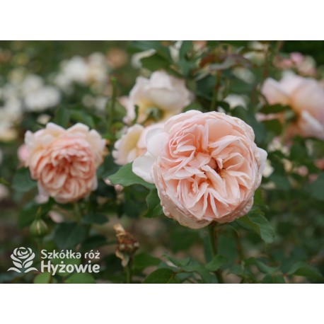 Belle Romantica® Olbrzymi, rozetkowy kwiat, łososiowej barwy, bardzo intensywnie pachnąca. Niski krzew.