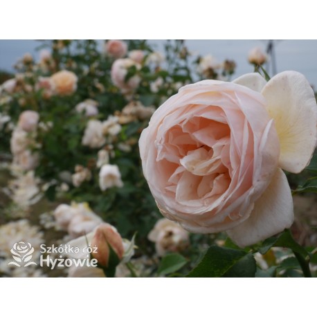 Belle Romantica® Olbrzymi, rozetkowy kwiat, łososiowej barwy, bardzo intensywnie pachnąca. Niski krzew.