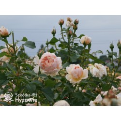 Belle Romantica® Olbrzymi, rozetkowy kwiat, łososiowej barwy, bardzo intensywnie pachnąca. Niski krzew.