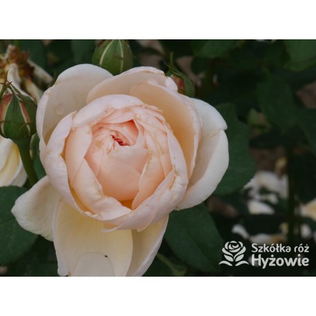 Belle Romantica® Olbrzymi, rozetkowy kwiat, łososiowej barwy, bardzo intensywnie pachnąca. Niski krzew.