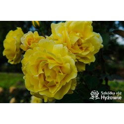 Golden Gate® pokaźny, pełny kwiat o pięknej żółtej barwie i bardzo przyjemnym zapachu. Wysoki krzew.