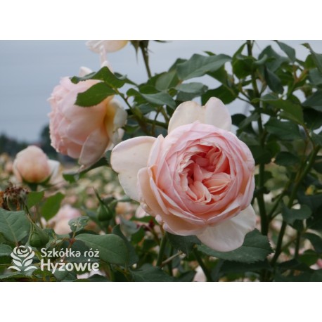 Belle Romantica® Olbrzymi, rozetkowy kwiat, łososiowej barwy, bardzo intensywnie pachnąca. Niski krzew.