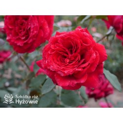 Botero® Ogromny kwiaty, szczelnie nabity płatkami, bordowej barwy, bardzo mocno pachnąca. Niski krzew.