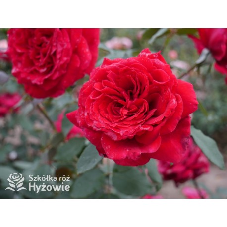 Botero® Ogromny kwiaty, szczelnie nabity płatkami, bordowej barwy, bardzo mocno pachnąca. Niski krzew.