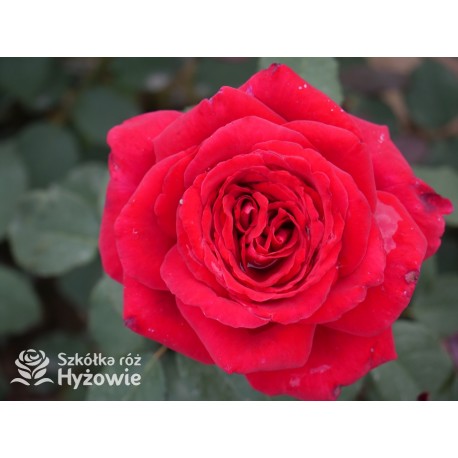 Botero® Ogromny kwiaty, szczelnie nabity płatkami, bordowej barwy, bardzo mocno pachnąca. Niski krzew.