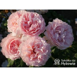 Charlene de Monaco®  Olbrzymie kwiaty, szczelnie nabite płatkami, różowej barwy, bardzo intensywnie pachnie. Niski krzew.