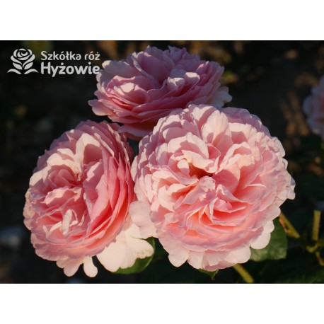 Charlene de Monaco®  Olbrzymie kwiaty, szczelnie nabite płatkami, różowej barwy, bardzo intensywnie pachnie. Niski krzew.