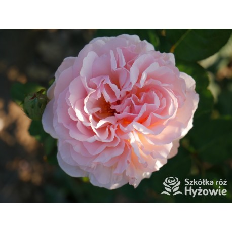 Charlene de Monaco®  Olbrzymie kwiaty, szczelnie nabite płatkami, różowej barwy, bardzo intensywnie pachnie. Niski krzew.