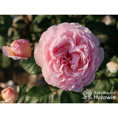 Charlene de Monaco®  Olbrzymie kwiaty, szczelnie nabite płatkami, różowej barwy, bardzo intensywnie pachnie. Niski krzew.