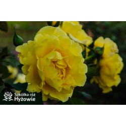 Golden Gate® pokaźny, pełny kwiat o pięknej żółtej barwie i bardzo przyjemnym zapachu. Wysoki krzew.