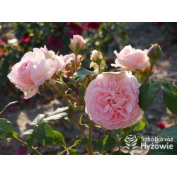 Charlene de Monaco®  Olbrzymie kwiaty, szczelnie nabite płatkami, różowej barwy, bardzo intensywnie pachnie. Niski krzew.