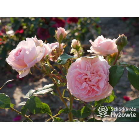 Charlene de Monaco®  Olbrzymie kwiaty, szczelnie nabite płatkami, różowej barwy, bardzo intensywnie pachnie. Niski krzew.