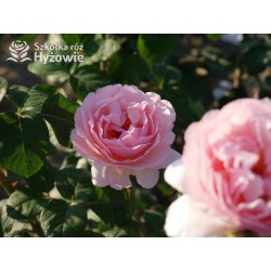 Charlene de Monaco®  Olbrzymie kwiaty, szczelnie nabite płatkami, różowej barwy, bardzo intensywnie pachnie. Niski krzew.