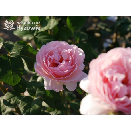 Charlene de Monaco®  Olbrzymie kwiaty, szczelnie nabite płatkami, różowej barwy, bardzo intensywnie pachnie. Niski krzew.