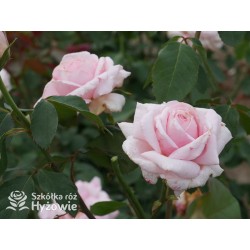 Frederic Mistral® Ogromny, klasyczny kwiat, jasnoróżowej barwy, mocno intensywny zapach. Niski krzew.