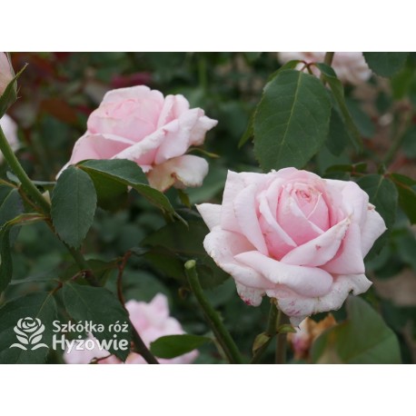 Frederic Mistral® Ogromny, klasyczny kwiat, jasnoróżowej barwy, mocno intensywny zapach. Niski krzew.