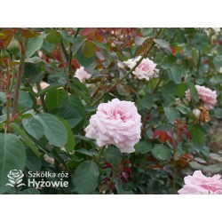 Frederic Mistral® Ogromny, klasyczny kwiat, jasnoróżowej barwy, mocno intensywny zapach. Niski krzew.