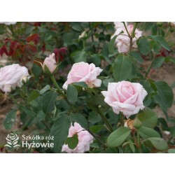 Frederic Mistral® Ogromny, klasyczny kwiat, jasnoróżowej barwy, mocno intensywny zapach. Niski krzew.