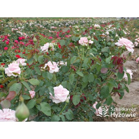 Frederic Mistral® Ogromny, klasyczny kwiat, jasnoróżowej barwy, mocno intensywny zapach. Niski krzew.