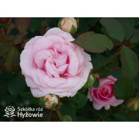 Frederic Mistral® Ogromny, klasyczny kwiat, jasnoróżowej barwy, mocno intensywny zapach. Niski krzew.