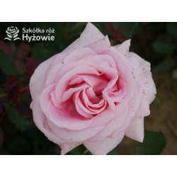 Frederic Mistral® Ogromny, klasyczny kwiat, jasnoróżowej barwy, mocno intensywny zapach. Niski krzew.