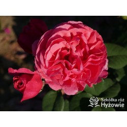 Line Renaud® Olbrzymi kwiat, nabity płatkami, ciemnoróżowej barwy, mocno pachnący, lśniący liść. Średniej wysokości krzew.