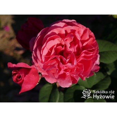 Line Renaud® Olbrzymi kwiat, nabity płatkami, ciemnoróżowej barwy, mocno pachnący, lśniący liść. Średniej wysokości krzew.