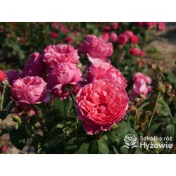 Line Renaud® Olbrzymi kwiat, nabity płatkami, ciemnoróżowej barwy, mocno pachnący, lśniący liść. Średniej wysokości krzew.