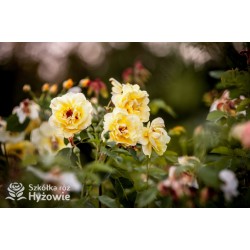 Golden Gate® pokaźny, pełny kwiat o pięknej żółtej barwie i bardzo przyjemnym zapachu. Wysoki krzew.