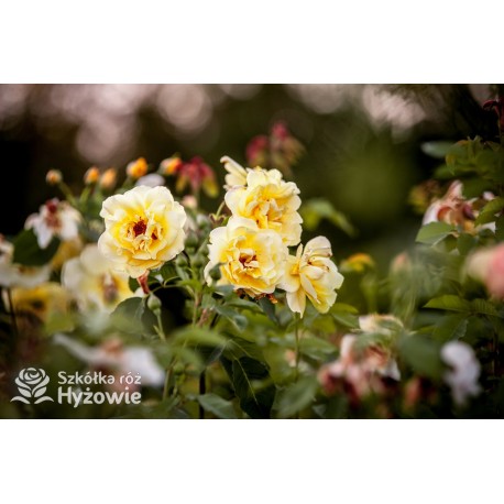 Golden Gate® pokaźny, pełny kwiat o pięknej żółtej barwie i bardzo przyjemnym zapachu. Wysoki krzew.