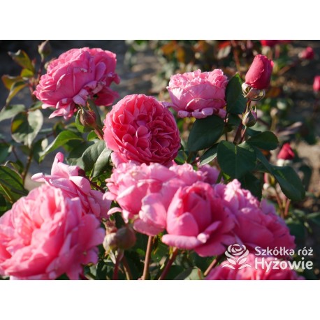 Line Renaud® Olbrzymi kwiat, nabity płatkami, ciemnoróżowej barwy, mocno pachnący, lśniący liść. Średniej wysokości krzew.