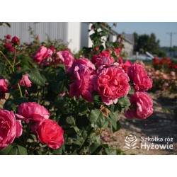 Line Renaud® Olbrzymi kwiat, nabity płatkami, ciemnoróżowej barwy, mocno pachnący, lśniący liść. Średniej wysokości krzew.