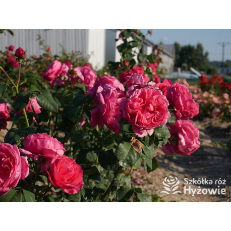 Line Renaud® Olbrzymi kwiat, nabity płatkami, ciemnoróżowej barwy, mocno pachnący, lśniący liść. Średniej wysokości krzew.