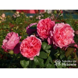 Line Renaud® Olbrzymi kwiat, nabity płatkami, ciemnoróżowej barwy, mocno pachnący, lśniący liść. Średniej wysokości krzew.