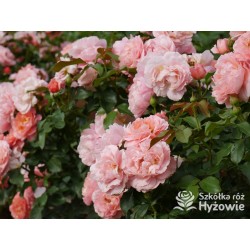 Marie Curie® Duży kwiat, łososiowej barwy, przyjemnie pachnący. Ciemnozielony, lśniący liść.  Niski krzew.