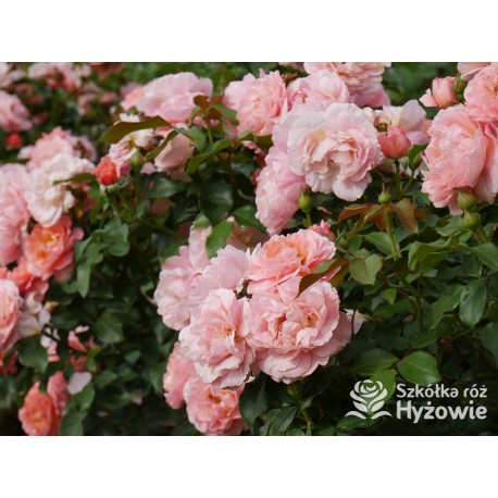 Marie Curie® Duży kwiat, łososiowej barwy, przyjemnie pachnący. Ciemnozielony, lśniący liść.  Niski krzew.