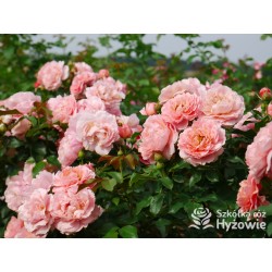 Marie Curie® Duży kwiat, łososiowej barwy, przyjemnie pachnący. Ciemnozielony, lśniący liść.  Niski krzew.