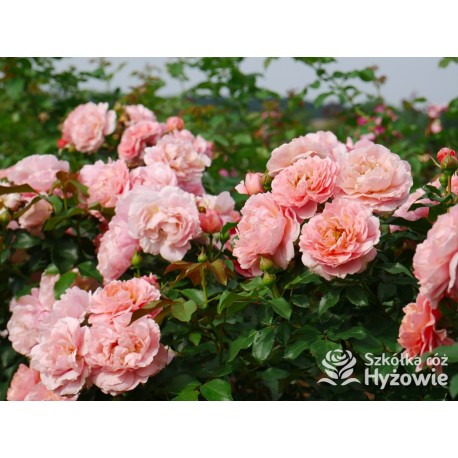 Marie Curie® Duży kwiat, łososiowej barwy, przyjemnie pachnący. Ciemnozielony, lśniący liść.  Niski krzew.