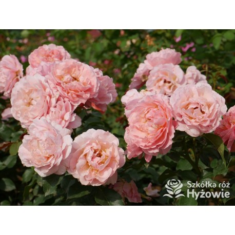 Marie Curie® Duży kwiat, łososiowej barwy, przyjemnie pachnący. Ciemnozielony, lśniący liść.  Niski krzew.