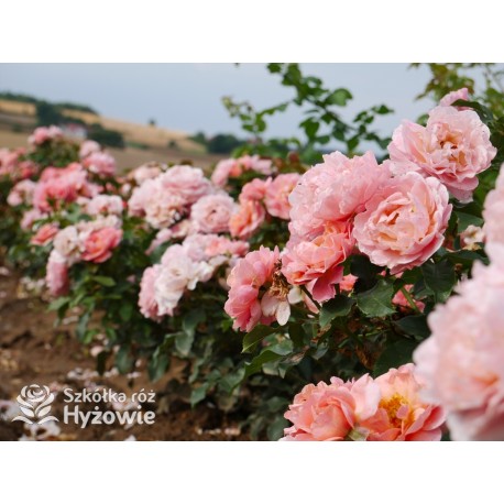 Marie Curie® Duży kwiat, łososiowej barwy, przyjemnie pachnący. Ciemnozielony, lśniący liść.  Niski krzew.