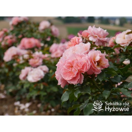 Marie Curie® Duży kwiat, łososiowej barwy, przyjemnie pachnący. Ciemnozielony, lśniący liść.  Niski krzew.