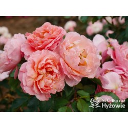 Marie Curie® Duży kwiat, łososiowej barwy, przyjemnie pachnący. Ciemnozielony, lśniący liść.  Niski krzew.