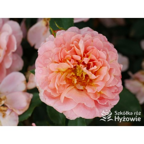 Marie Curie® Duży kwiat, łososiowej barwy, przyjemnie pachnący. Ciemnozielony, lśniący liść.  Niski krzew.