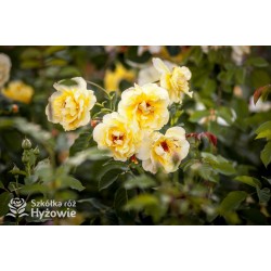 Golden Gate® pokaźny, pełny kwiat o pięknej żółtej barwie i bardzo przyjemnym zapachu. Wysoki krzew.